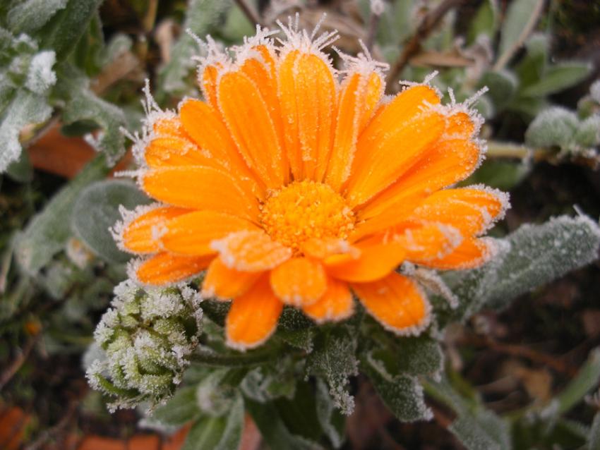  Marigold with frost 