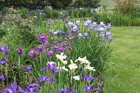  Our sister Nation Collection of Siberian Irises in Dumfriesshire 