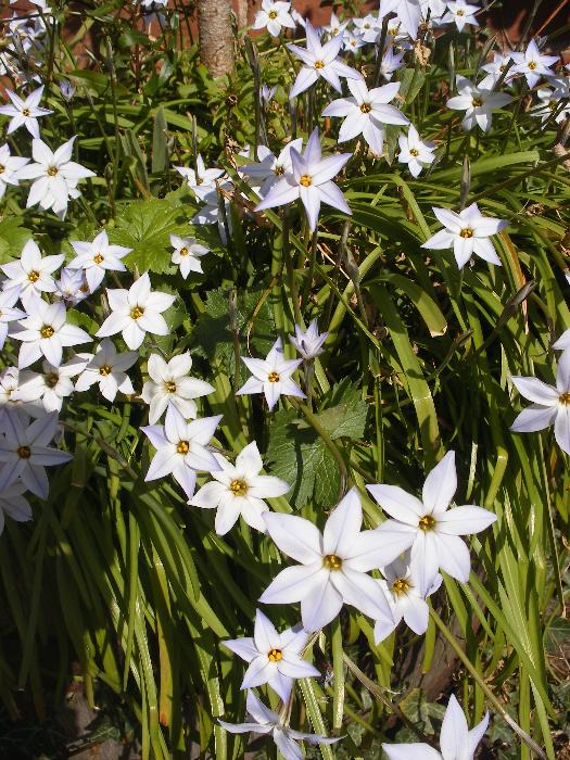  Ipheion at Spetchley 