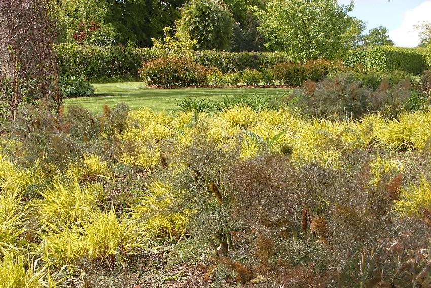  Interesting combination of Bronze Fennel and Hakonechloa at Wisley 