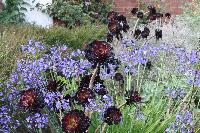  Attractive combination of Agapanthus and Aeonium at The Bannut 