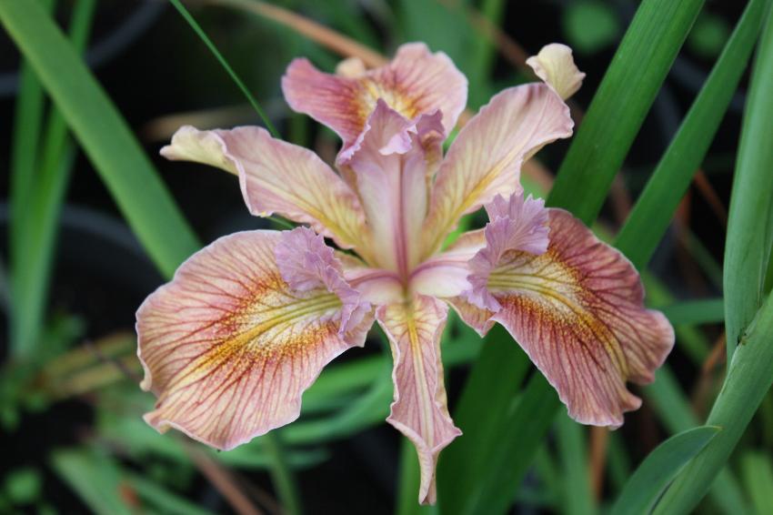  Iris - pci seedling 