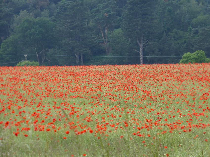  A field in Shropshire 