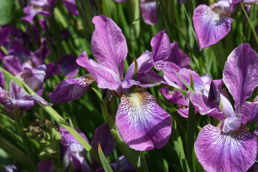  Siberian Iris at Rhodds Farm, Herefordshire 