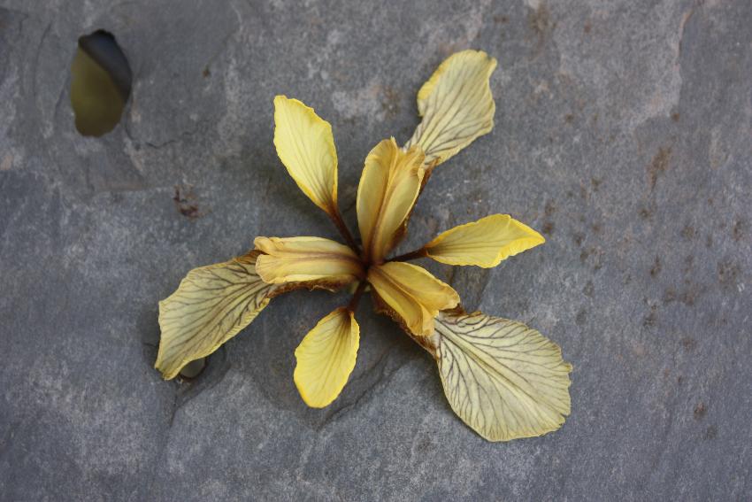  Iris foetidissima - yellow form, Aulden  