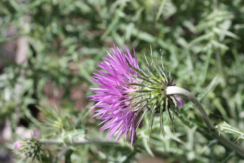 Thistle, Colby Woodland Garden 