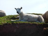  Sheep near Talybont 