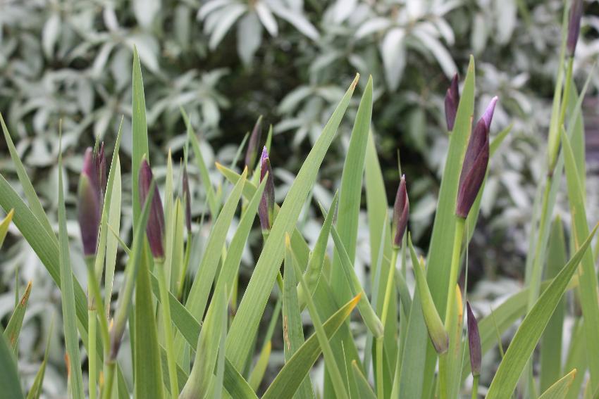  Iris setosa in bud 