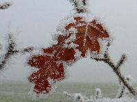  Oak leaves in snow with pheasant footprints 