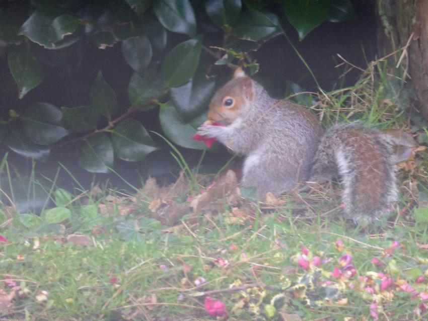  Squirrel eating Camelia flowers, Gillan - February 2016 