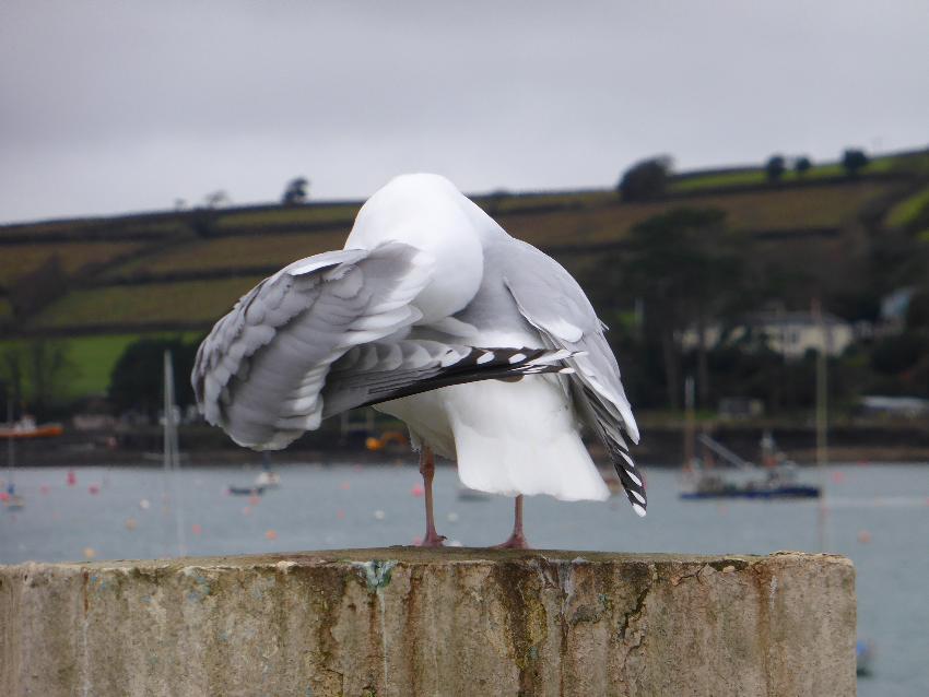  Seagull preening, Cornwall - February 2016 