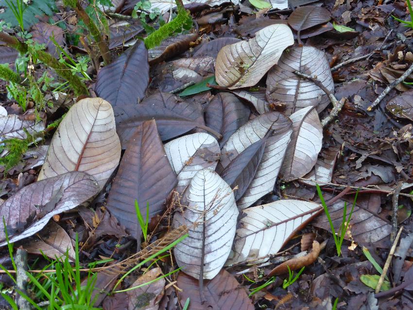  Fallen leaves on the coiast path, Cornwall - February 2016 