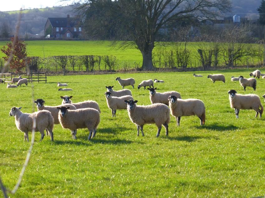  Sheep, Aulden - March 2016 