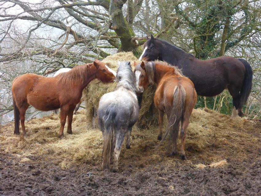  Ponies seen old the old railway path between Brynmawr and Llanfoist - March 2016 