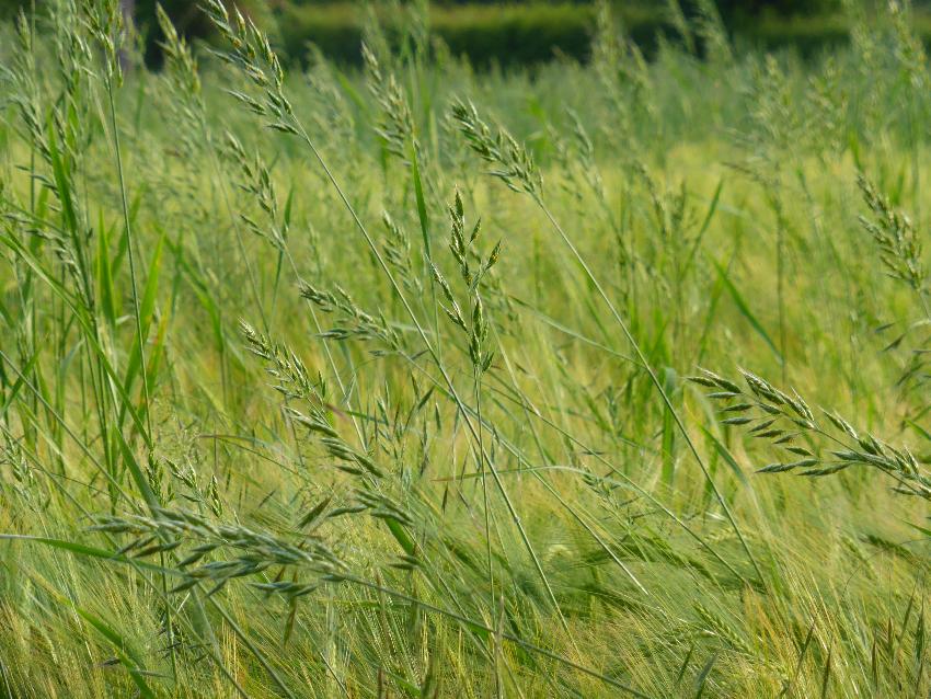  Rye amongst Barley, Aulden - June 2016 