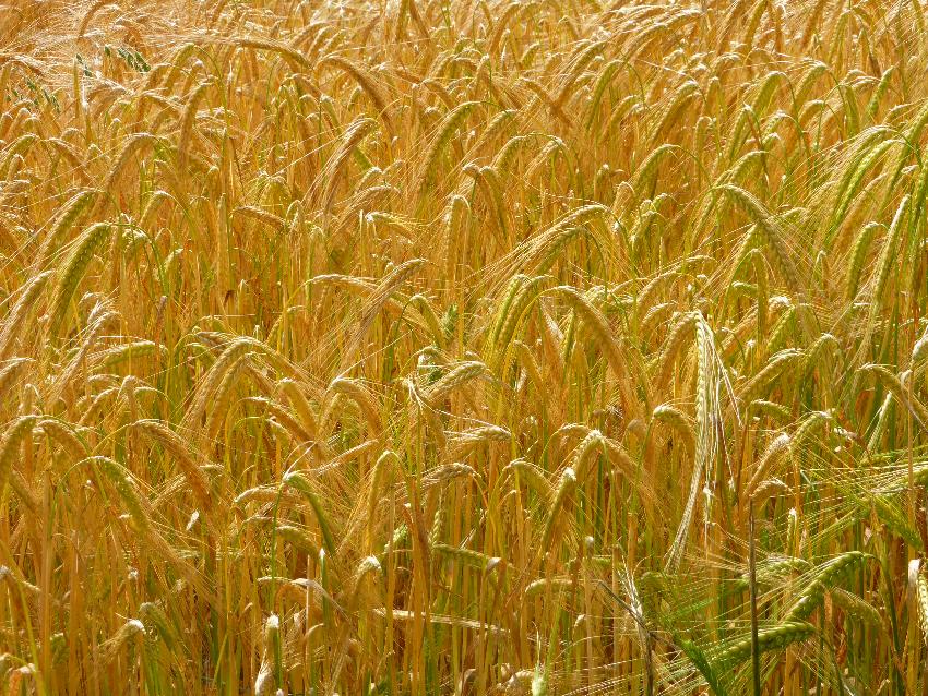  Barley ripening, Aulden - July 2016 