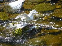  Herring Gull, Lynmouth - July 2016 