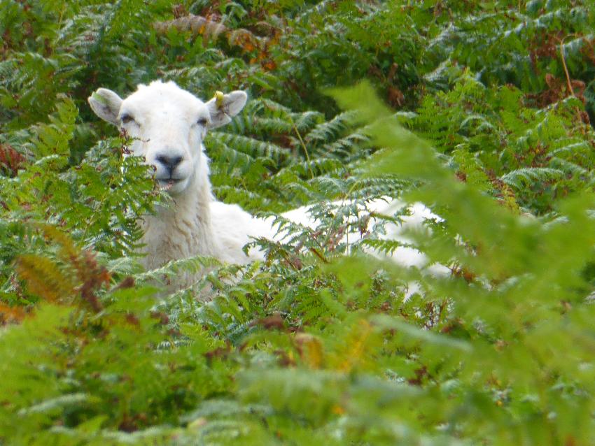  Sheep, Elan Valley - August 2016 