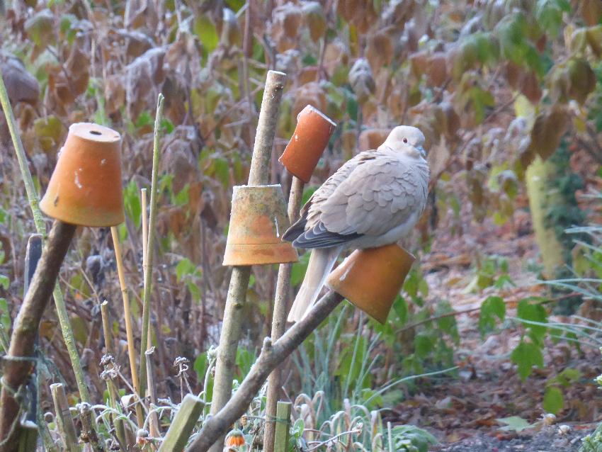  Collared Dove, Aulden Farm - December 2016 