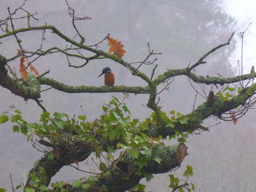  Kingfisher by towpath between Pontypool and Llanfoist - December 2016 