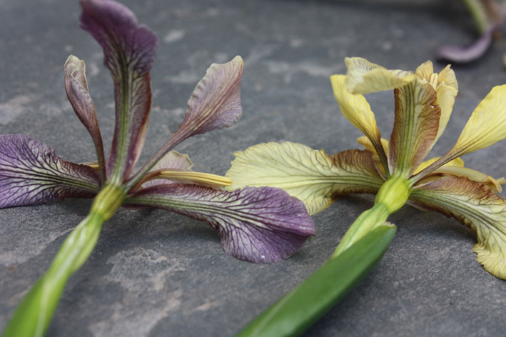 Iris foetidissma growing at Aulden Farm