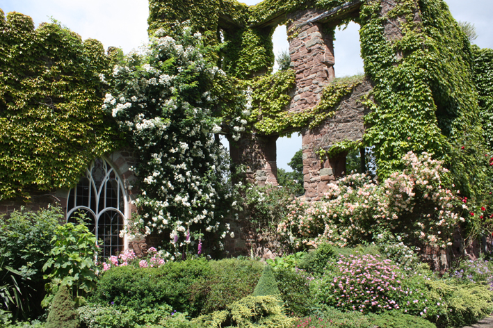 Roses enjoying the remains of the Tudor Mansion at Wilton Castle 