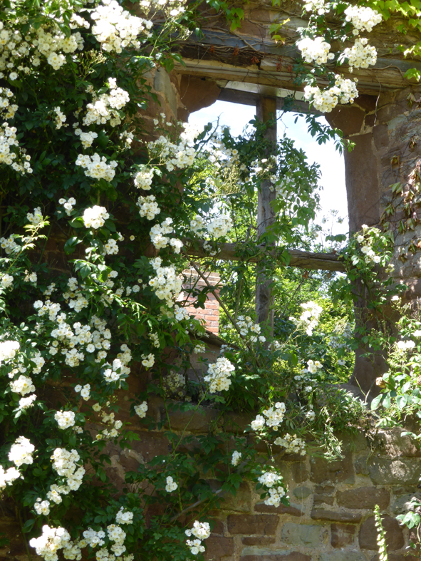 Roses at Wilton Castle