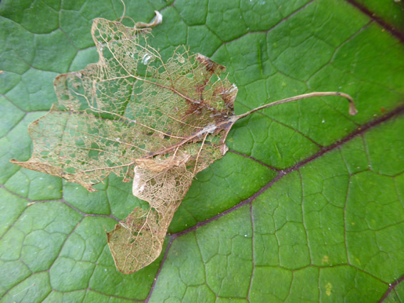 leaf skeleton on Ligularia 